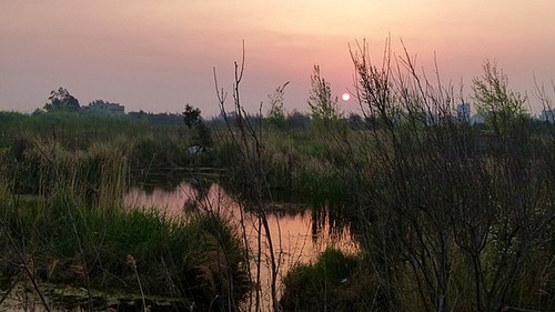 滇池湿地清晨